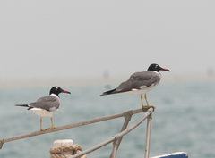 Ichthyaetus leucophthalmus