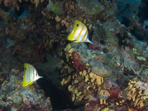 Koperband-vlindervis (Chelmon rostratus) — Chaetodontidae — 3