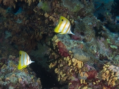 Chelmon rostratus