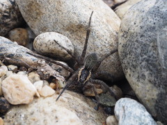 Dolomedes aquaticus