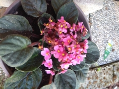Streptocarpus ionanthus