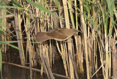 Acrocephalus scirpaceus fuscus
