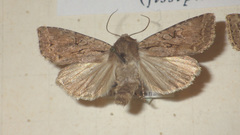 Apterogenum ypsillon