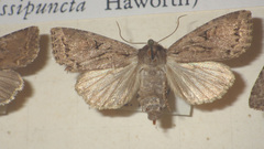 Apterogenum ypsillon