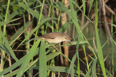 Acrocephalus scirpaceus fuscus