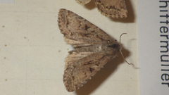 Apterogenum ypsillon