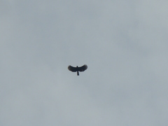 Spizaetus tyrannus