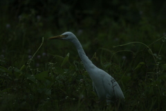 Bubulcus ibis
