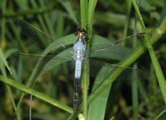 Nesciothemis farinosa