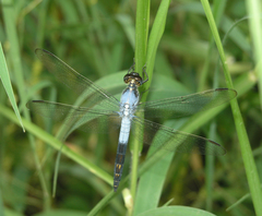 Nesciothemis farinosa
