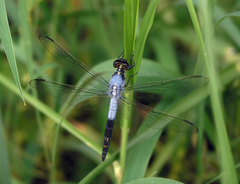 Nesciothemis farinosa