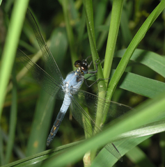 Nesciothemis farinosa