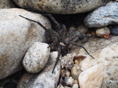 Dolomedes aquaticus