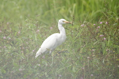 Bubulcus ibis