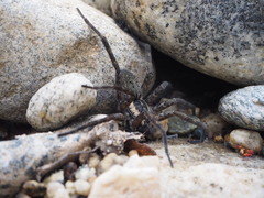 Dolomedes aquaticus