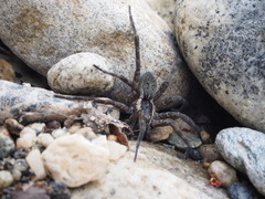 Dolomedes aquaticus