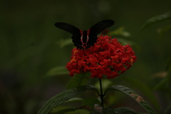 Papilio rumanzovia