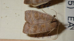 Ipimorpha subtusa
