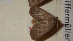 Ipimorpha subtusa