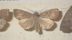 Ipimorpha subtusa