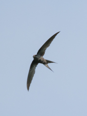 Schoutedenapus myoptilus