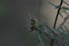 Glyphipterix zelota