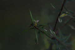 Glyphipterix zelota