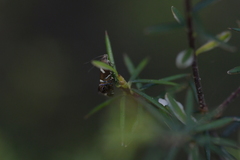 Glyphipterix zelota