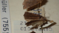 Ipimorpha retusa