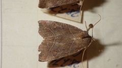 Ipimorpha retusa
