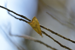 Glaucocharis auriscriptella