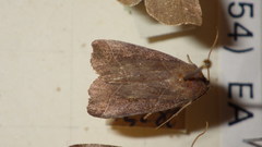 Ipimorpha retusa