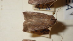 Ipimorpha retusa