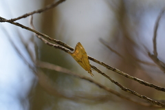 Glaucocharis auriscriptella