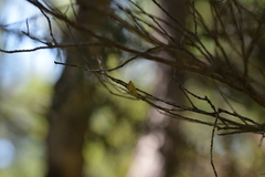 Glaucocharis auriscriptella