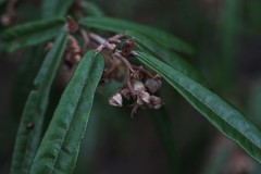 Lasiopetalum ferrugineum