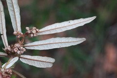 Lasiopetalum ferrugineum