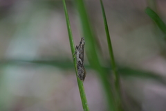 Thamnosara sublitella