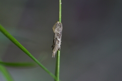 Thamnosara sublitella