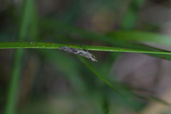 Thamnosara sublitella