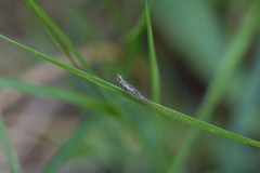 Thamnosara sublitella
