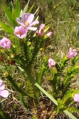 Lavoisiera imbricata