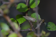 Thamnosara sublitella