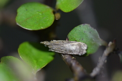 Thamnosara sublitella