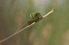 Merops viridissimus