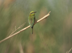 Merops viridissimus