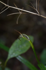 Pterostylis graminea