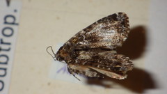 Callopistria latreillei