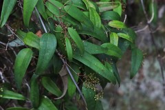 Smilax glyciphylla