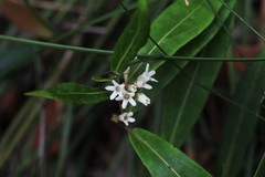 Leichhardtia suaveolens